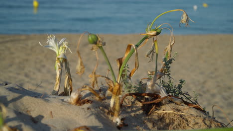 dry sea daffodil, pancratium maritimum with a sandy gold beach and blurred sea movement in the background