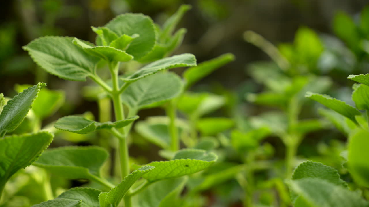 un primer plano de las plantas de menta mexicanas que crecen en el jardín a la luz del día, la hierba ajwain primer plano