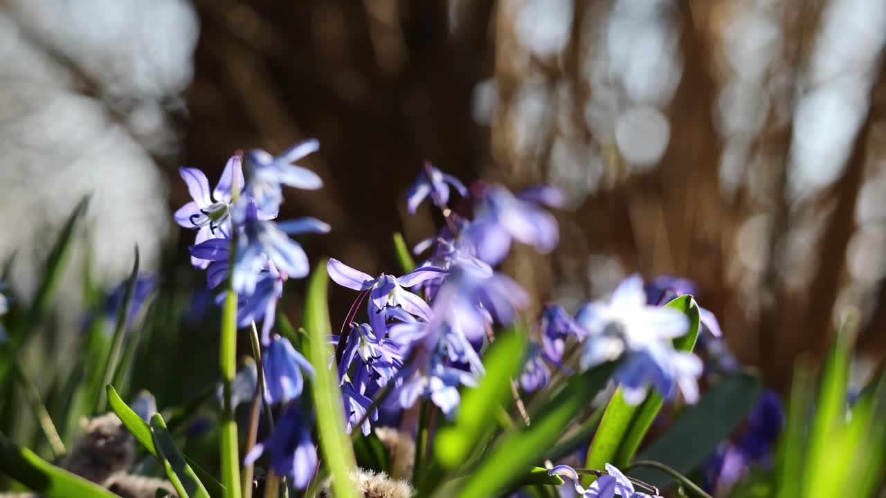 Scilla: Early bloomers in motion.