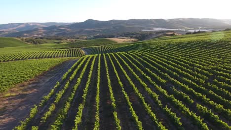 Hermosa-Antena-De-Viñedos-Montañosos-En-La-Región-Vitivinícola-De-Californias-Denominación-Santa-Rita-29