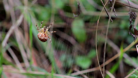 Araña-Haciendo-Una-Telaraña