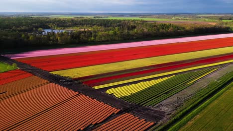 aerial view of colorful tulip fields