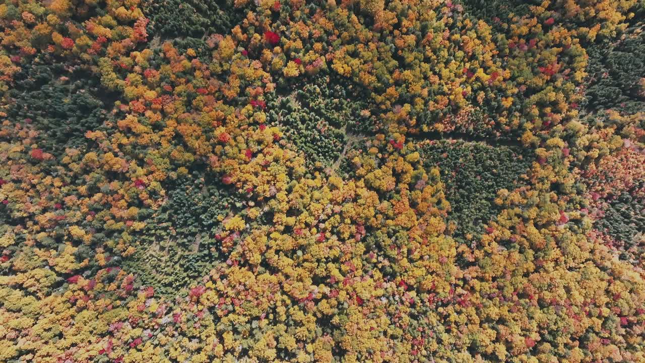vista a vista de pájaro sobre los densos y coloridos bosques de otoño en los estados unidos - toma de dron