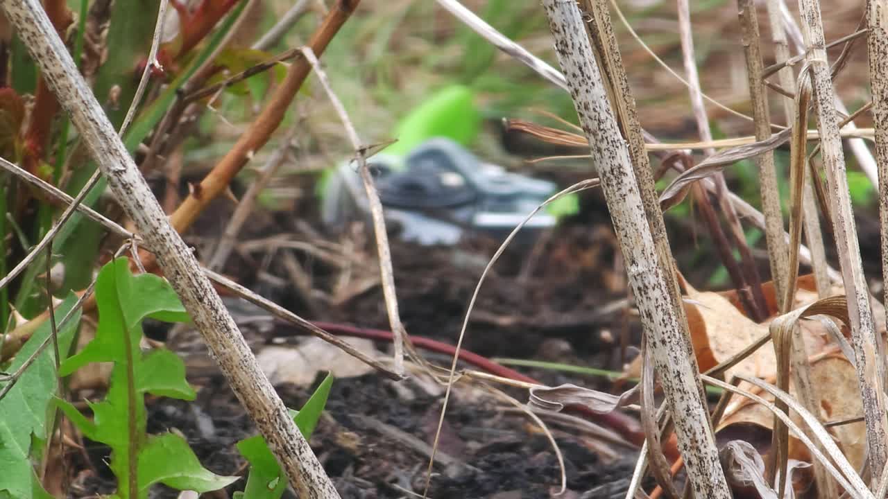 바람이 정원을 가로질러 불고 있으며, 배경에는 어리가 있습니다.