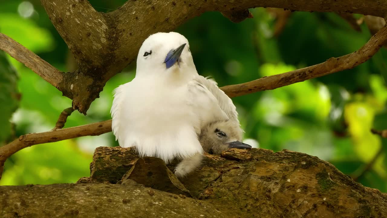 white tern nesting young chick on tropical island tree