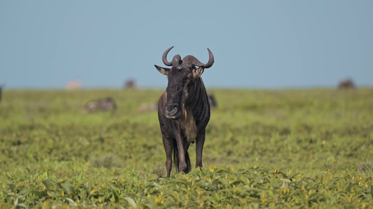 Wildebeest Portrait in Serengeti Migration in Tanzania, Close Up Shot Migrating in Africa in Serengeti National Park on African Animals Wildlife Safari in Sunny Sunshine with Clear Blue Sky