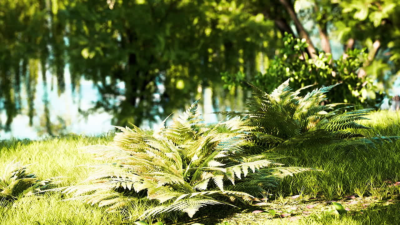 amanecer en el hermoso parque