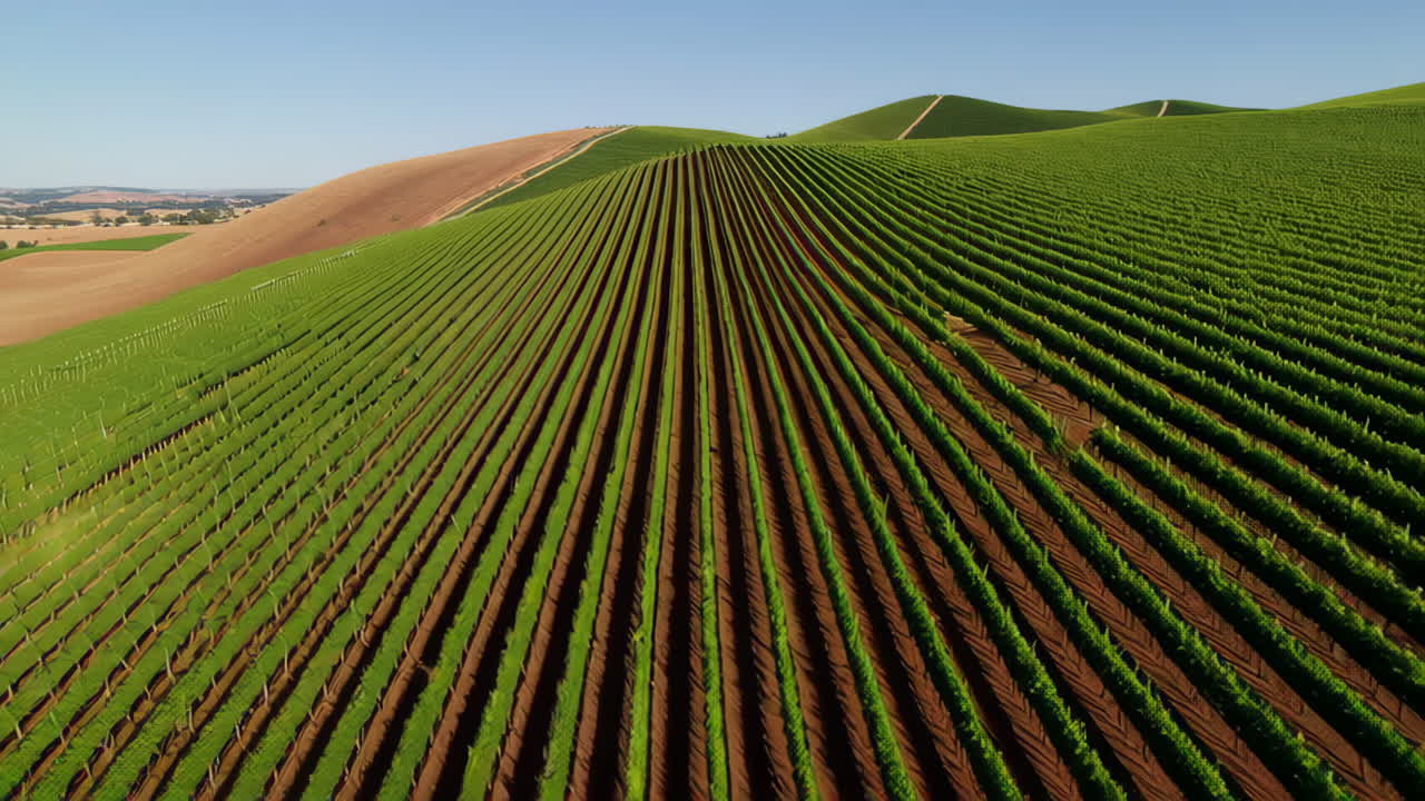 Aerial view of a vast vineyard with orderly rows of grapevines on rolling green hills under a clear sky