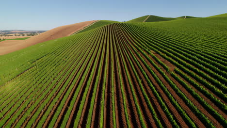 aerial view of a vast vineyard with orderly rows of grapevines on rolling green hills under a clear sky