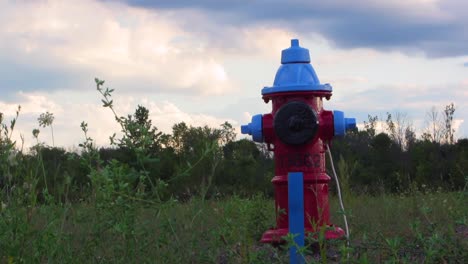 red and blue fire hydrant in a field