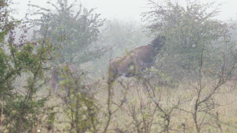 European-bison-bonasus-herd-grazing-in-a-thicket-in-heavy-fog,Czechia