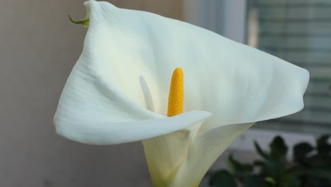 lirio de cala blanco de cerca estante de enfoque ligera brisa naturaleza fauna silvestre puesta de sol