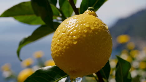 lemon on the tree