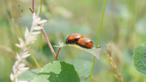 Pair-Of-Coccinellidae-Perched-On-leaf-On-Stem-With-Bokeh-Background-On-Sunny-Day
