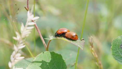 pair of coccinellidae perched on leaf on stem with bokeh background on sunny day