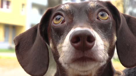 The-little-dog-is-posing-for-the-camera