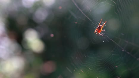 spider close-up on a web against a background of green nature