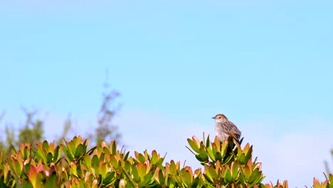 small bird perched on a bush against a blue sky