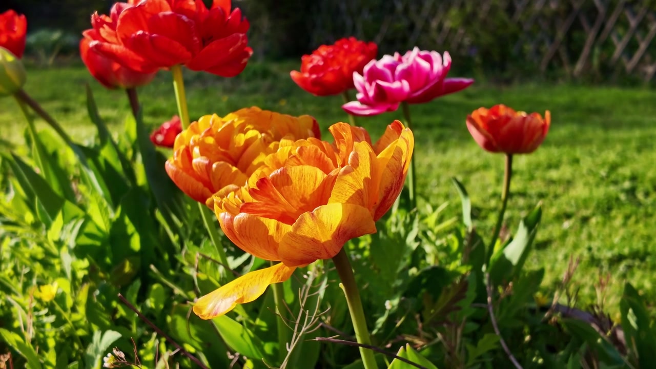 Oransseja, punaisia ja vaaleanpunaisia kerrottuja tulppaaneja kasvamassa viljellyssä kevätkasvillisuudessa, Tulipa gesneriana -koristekukkia liljakasvien heimosta, käsin kuvattu lähikuva.