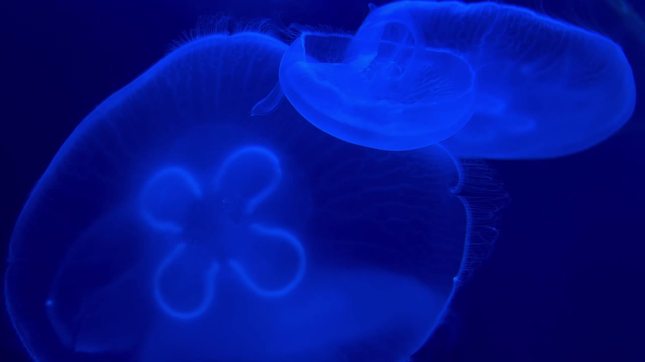 medusas en un tanque de agua