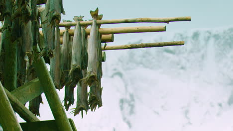 Stockfische-Schaukeln-Sanft-Im-Wind,-Während-Sie-An-Der-Luft-Trocknen