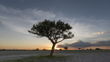 silueta de árbol en el desierto de kalahari con hermosa puesta de sol en el fondo en sudáfrica