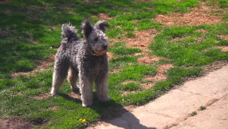 purebred pumi dog standing and looking around in a garden on a sunny day