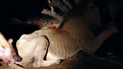 lone nomadic - injured male lion feeds on kill with hyenas around him nipping at his tail