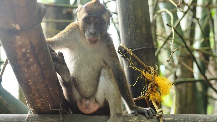 Playful macaque examines rope while resting on wooden structure in forest