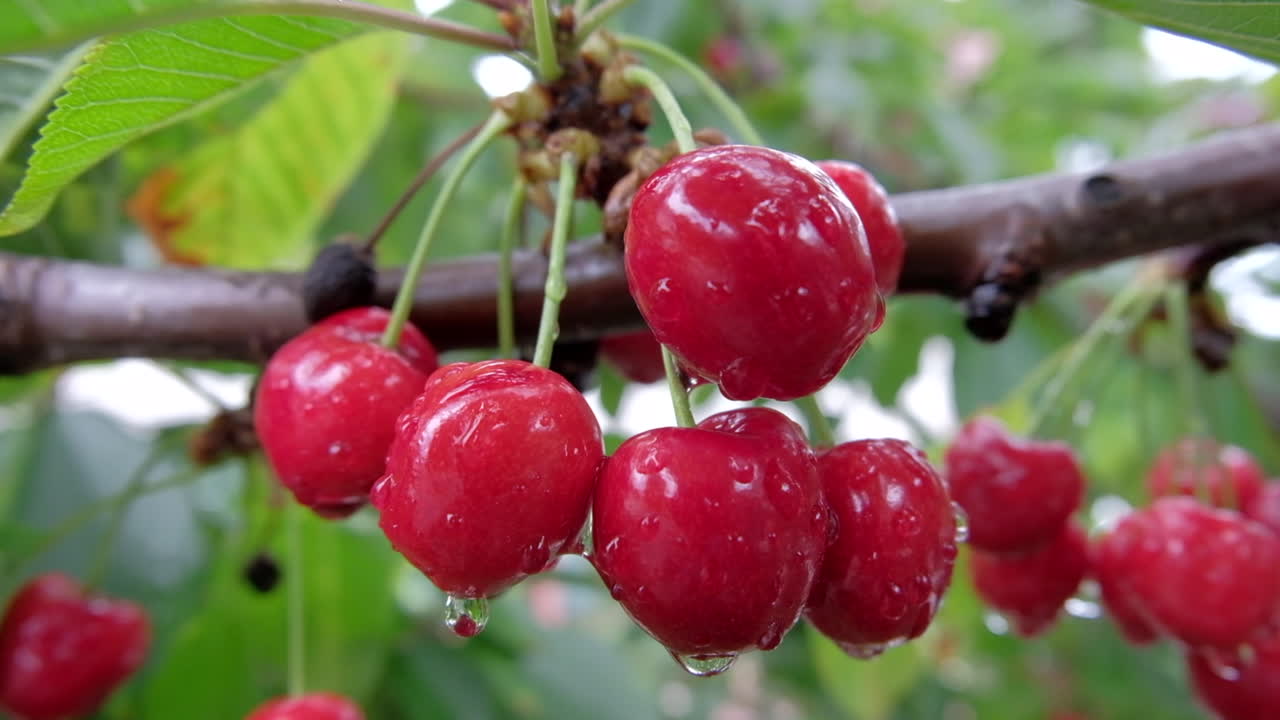 Close up of wet red cherries ripe on the tree in sunlight
