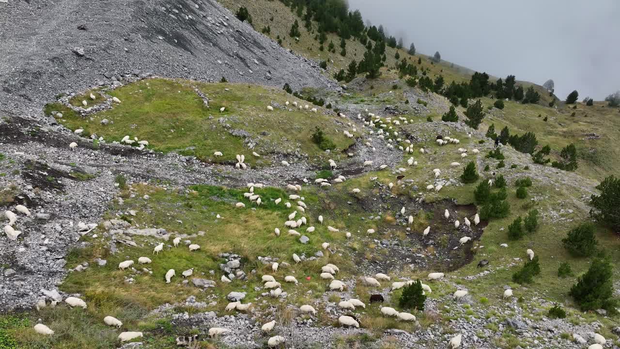 Free-ranging Sheep in Albanian Mountains - Traditional Herding AERIAL