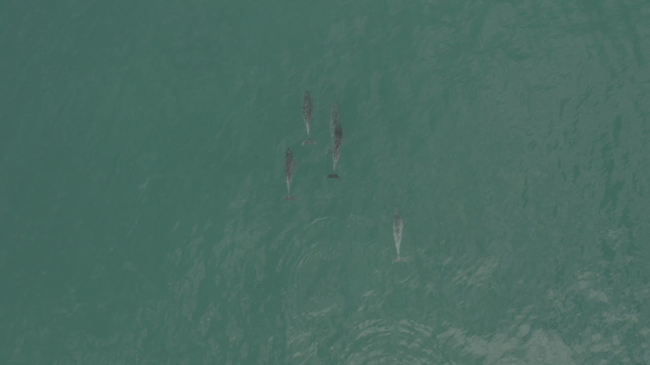 дельфины, непринужденно плавающие в водах влесбайского западного мыса южной африки