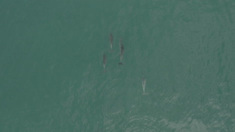 delfines nadando casualmente en las aguas de vleesbaai western cape sudáfrica
