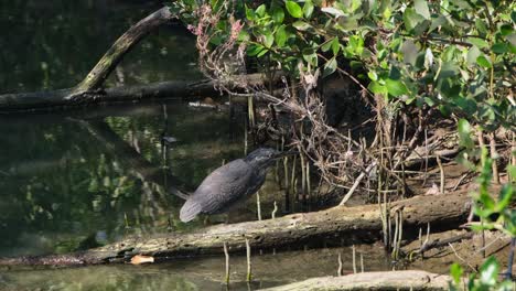 retrocediendo mientras esta garza estriada butorides striata está mirando profundamente en el bosque de manglares, tailandia