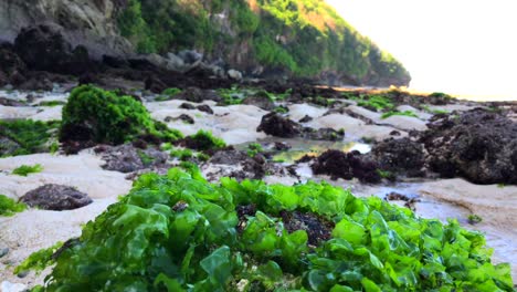 Leuchtend-Grüne-Algen-Am-Green-Bowl-Beach-In-Uluwatu-Bali,-Indonesien