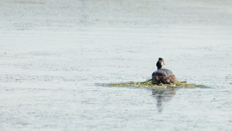 el macho del pájaro grebe trae hierba acuática al nido de humedal donde se sienta la hembra