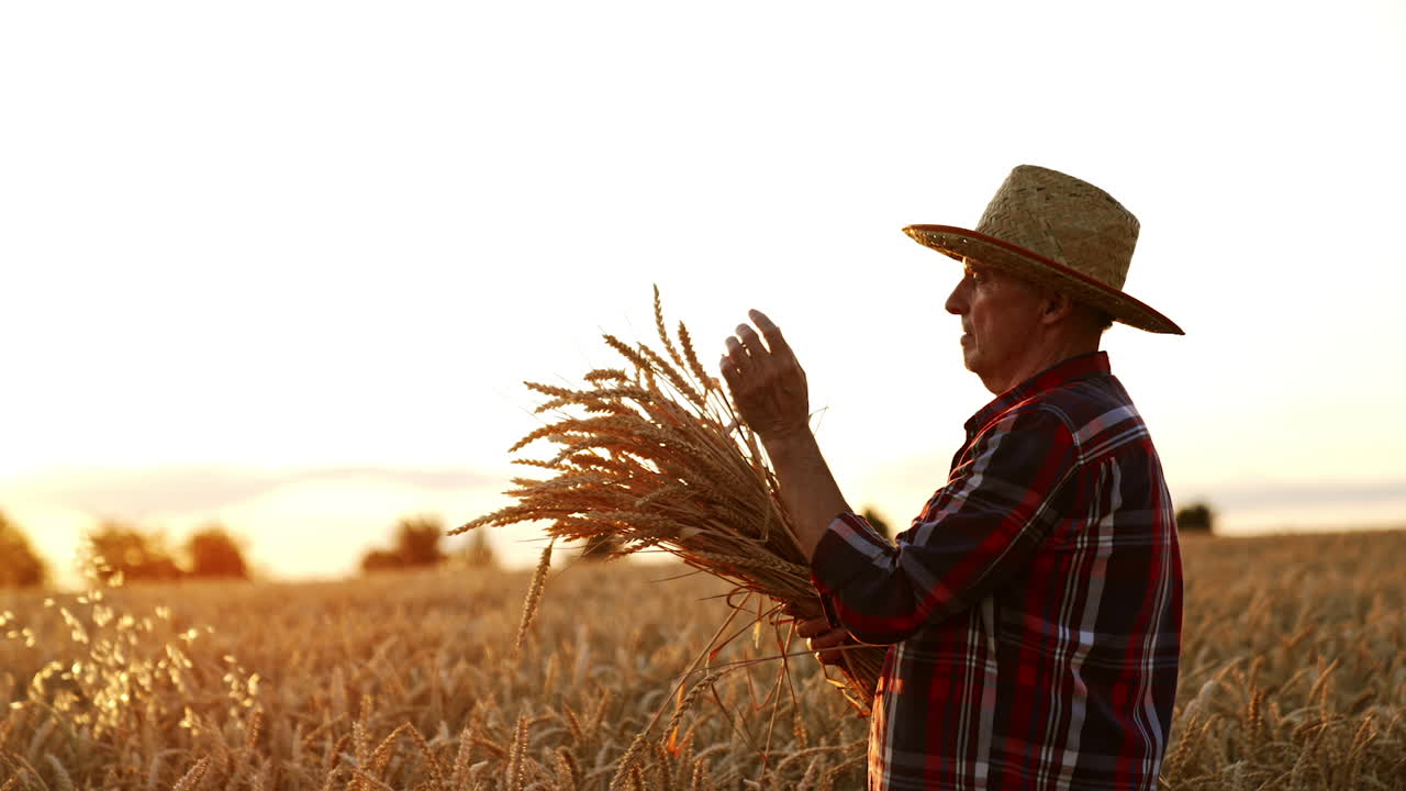 Side view of a man in a hat and checkered shirt with a bunch of wheat ears. Skilled mature farmer in the ripe plantation of corn at sunset.