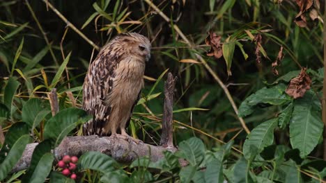 perched on a branch then steps towards the left turning its head looking deep into the forest, buffy fish owl ketupa ketupu, thailand