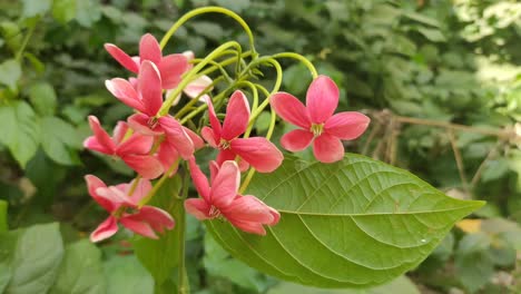 In-the-garden-the-beautiful-pink-flowers-blossoming