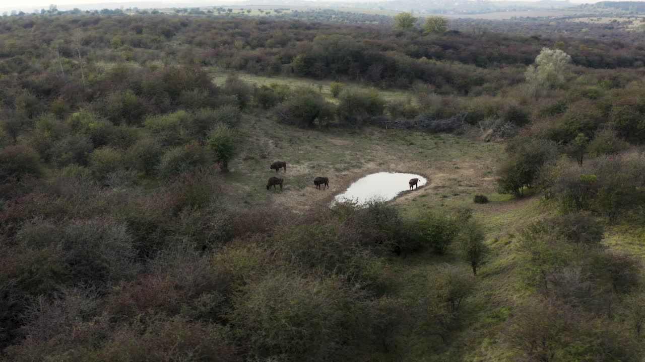 무인 항공기, 급수 구멍, 체코와 함께 유럽 들소 무리를 기록