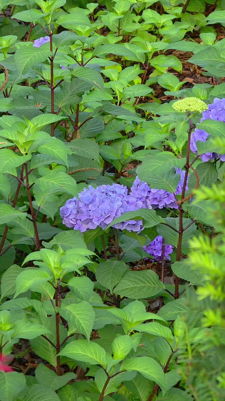 A vibrant purple hydrangea blooms among lush green leaves and mulch ground cover in a summer garden, creating a fresh and colorful scene