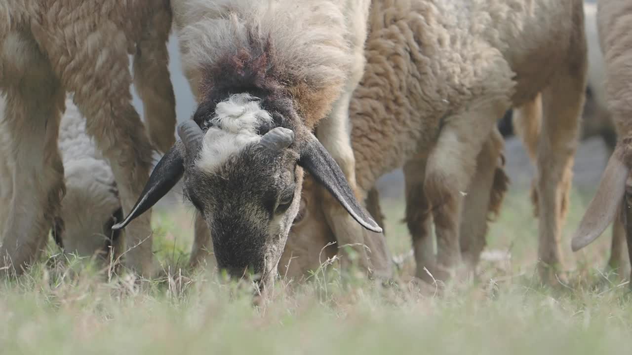 Ovejas pastando en un campo