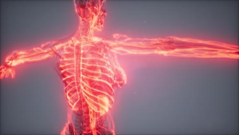 Blood-Vessels-of-Human-Body