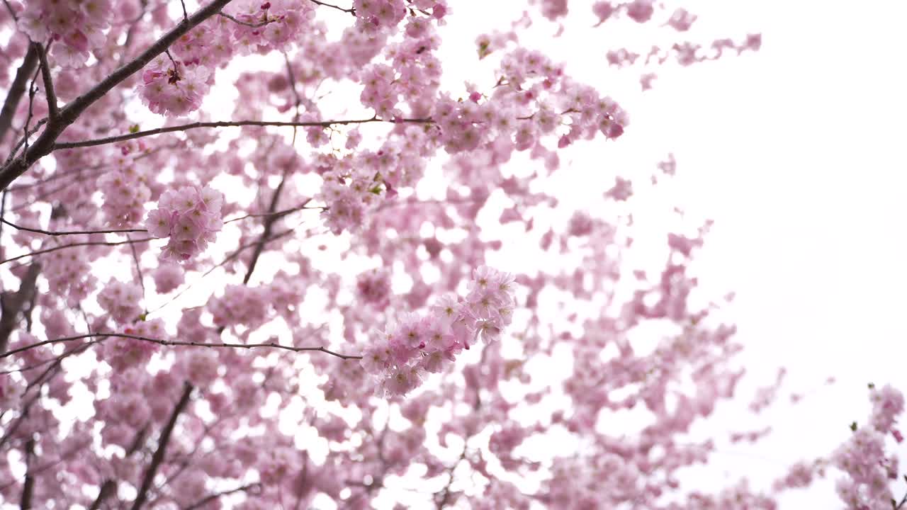 A delightful view of a cherry tree in full bloom, capturing the essence of spring with vibrant pink blossoms.