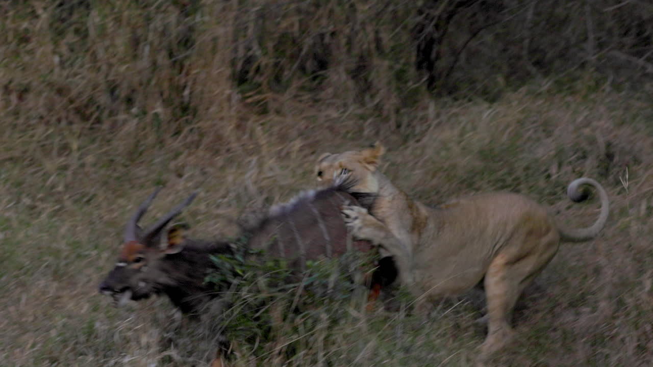 Lioness hunting a male nyala, jumping over it with her claws, in the Kruger National Park, in South Africa