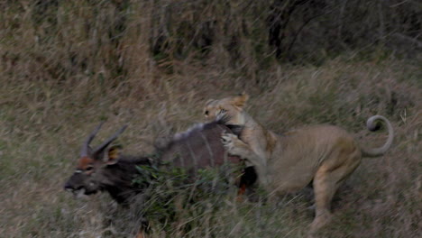 Lioness-hunting-a-male-nyala,-jumping-over-it-with-her-claws,-in-the-Kruger-National-Park,-in-South-Africa