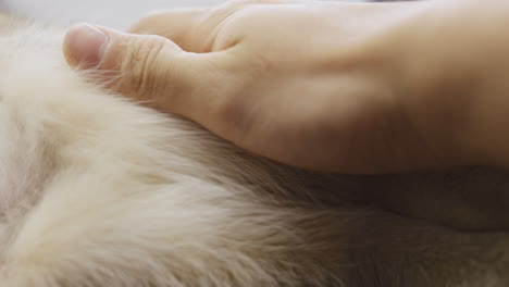 손으로 는 고양이 또는 개 털 코트를 부드럽고 부드럽게 만지는 클로즈업