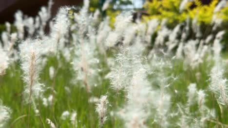 static shot of a field of white reed flower