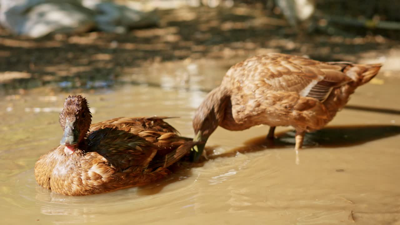 Due anatre marroni che fanno il bagno e sono in piedi nell'acqua fangosa