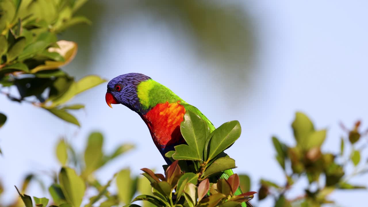 골드 코스트 의 잎자루 를 탐사 하는 다채로운 새